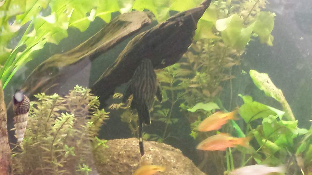 Royal Pleco just hanging