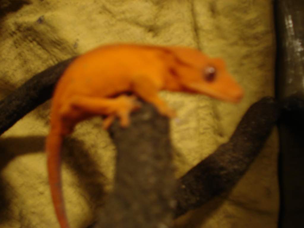 Ruby crested gecko