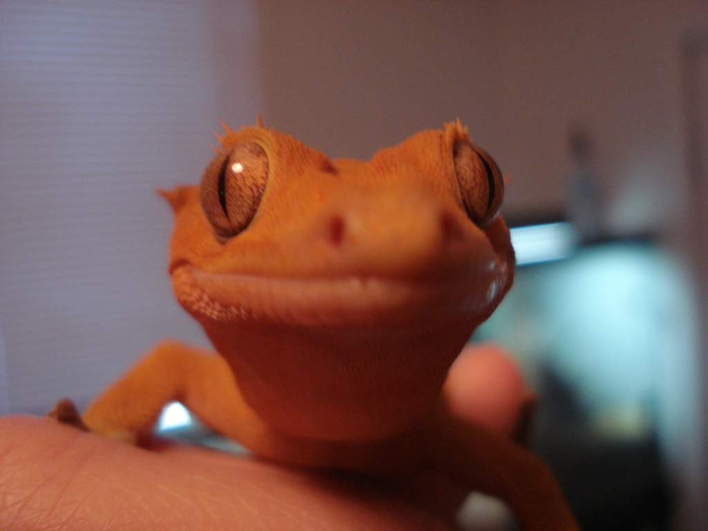 Ruby Crested gecko