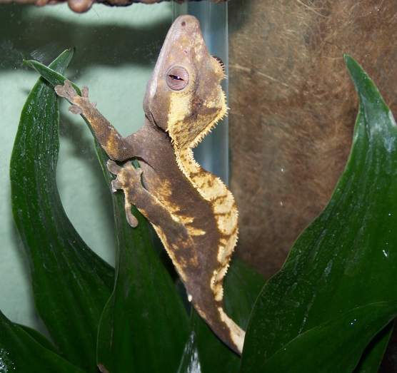 Rune is a male blond harlequin morf crested gecko.