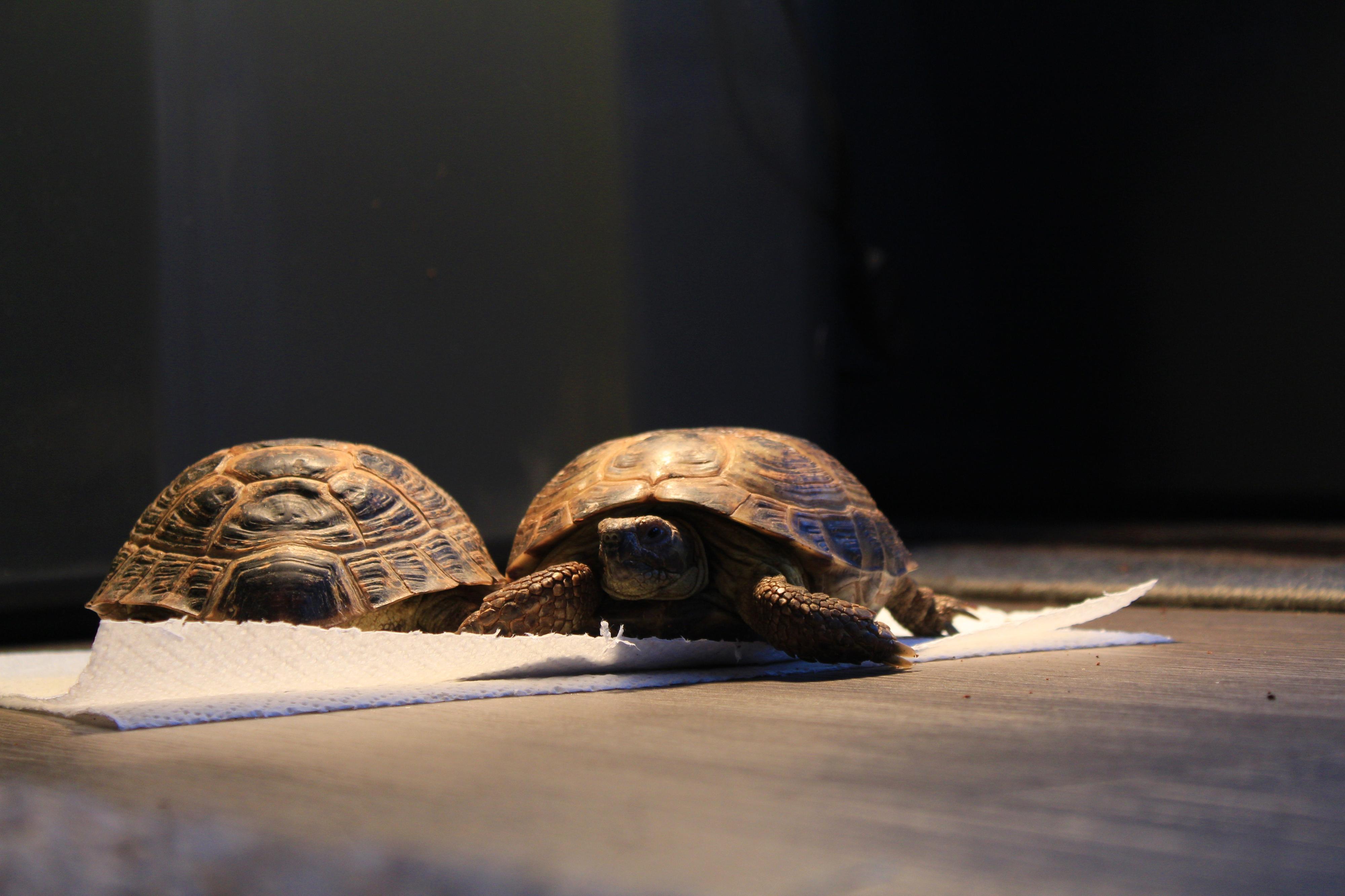 Russian tortoises