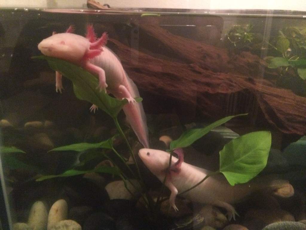 Ruto relaxing on a live plant in their new tank, Christmas 2015