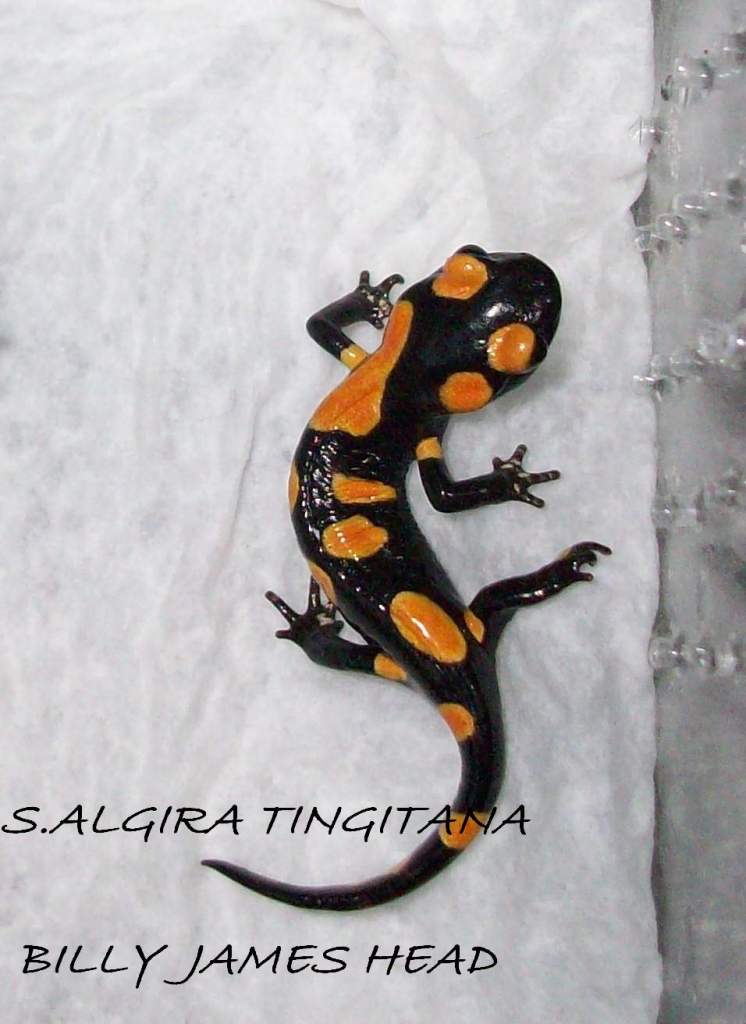 S.Algira Tingitana