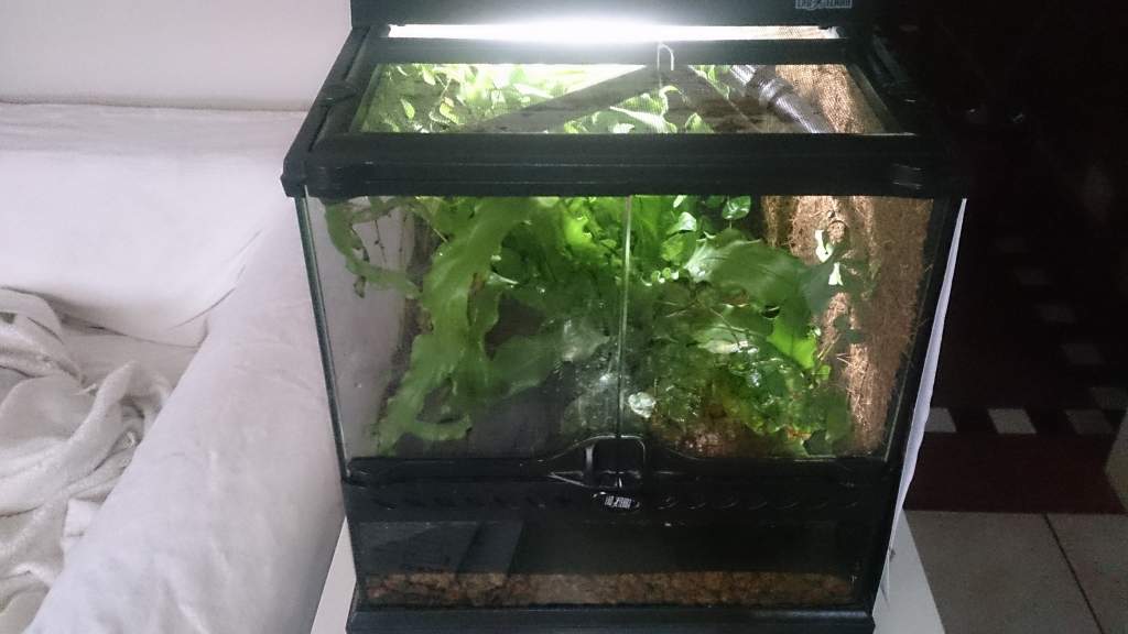 S.s. bernadezi vivarium