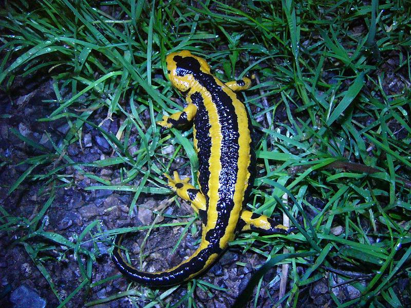 S.s.bernardezi, gravid female.