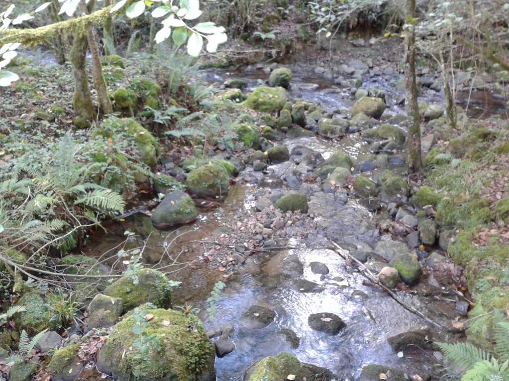 S.s.fastuosa habitat.