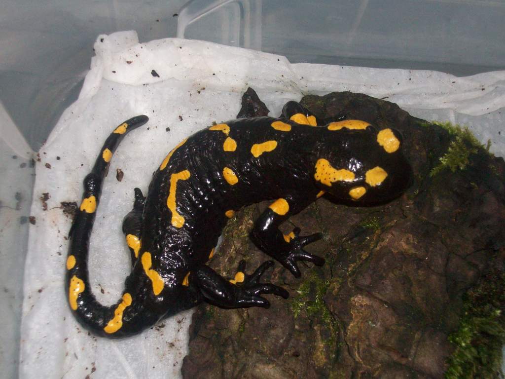 S s salamandra (Ukraine) adult female of the ones below