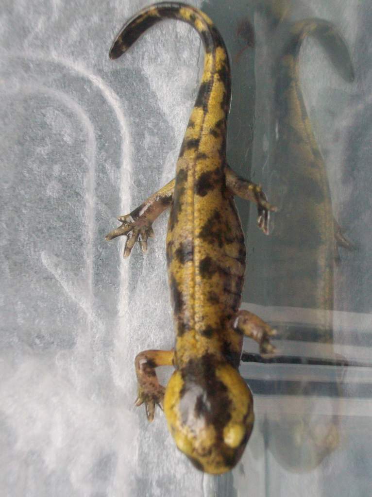 S s salamandra  (Ukraine)