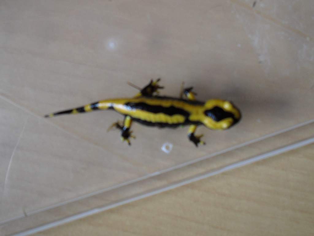 S s terrestris (5-6cm)