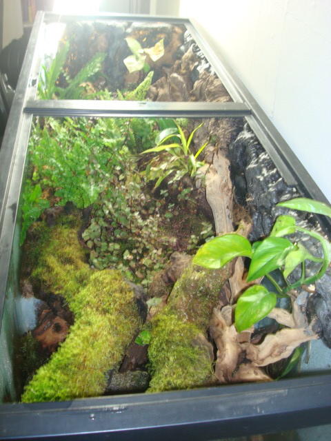 S.s. terrestris enclosure