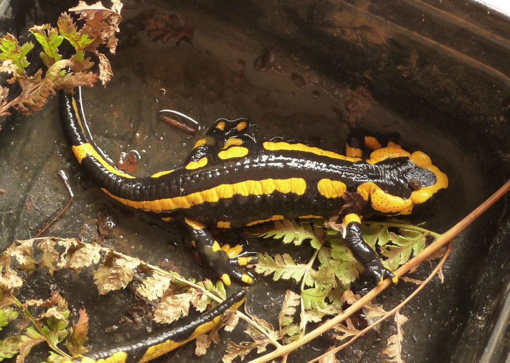 S. s. terrestris (female)