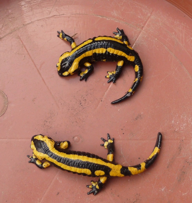 S. s. terrestris juveniles (1st yr.)