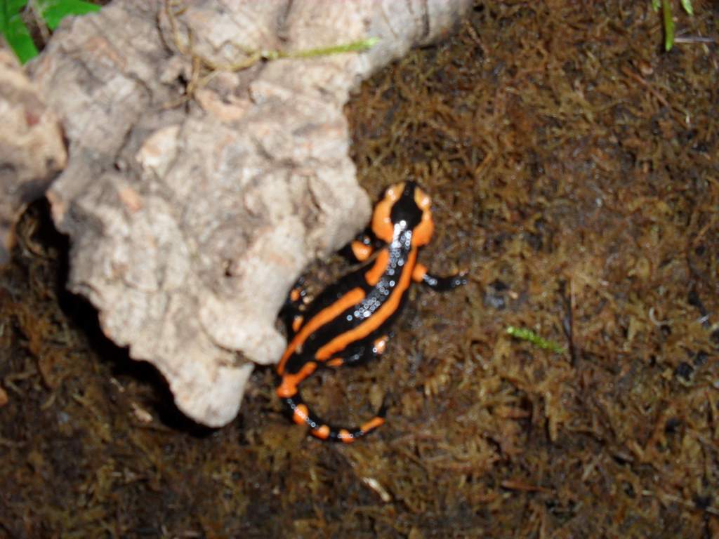 S s terrestris Red form