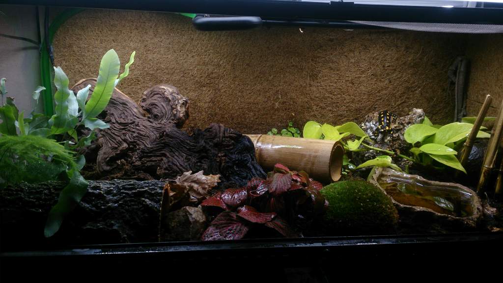 S. s. terrestris vivarium