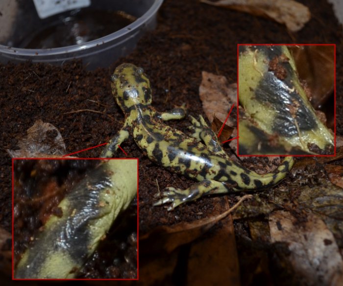 Salamander found inside Shaw Pipe, close-up of odd wrinkles.  Sept 15, 2015