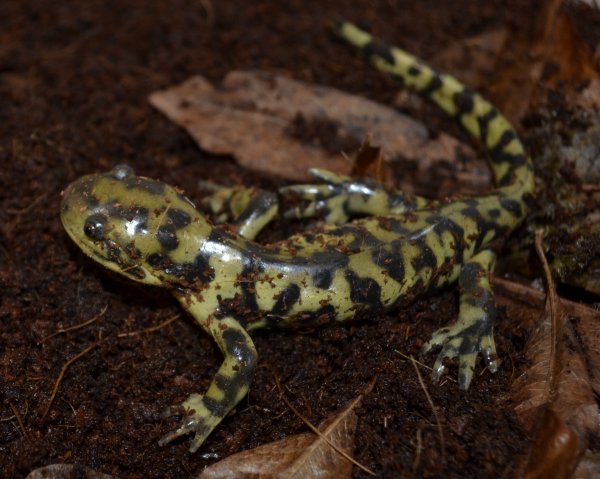 Salamander found inside Shaw Pipe Sept 15, 2015