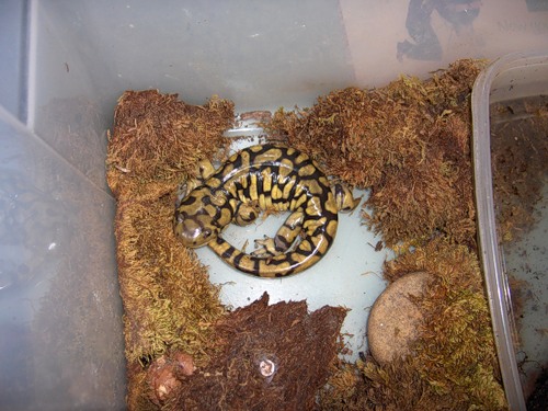 salamander lays to fit under the bark, which became bit too small for it