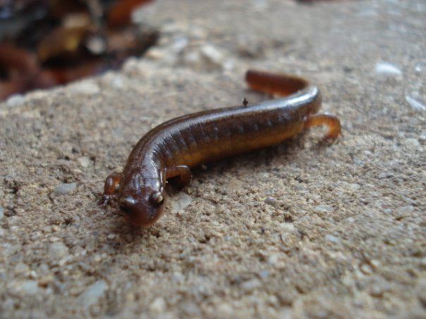 Salamander- Middlesex, NJ