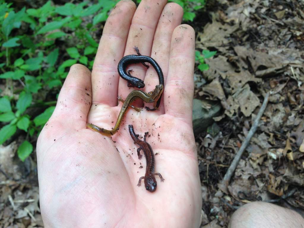 Salamander Party! All under the same small rock (Eurycea bislineata and Plethodon cinereus)