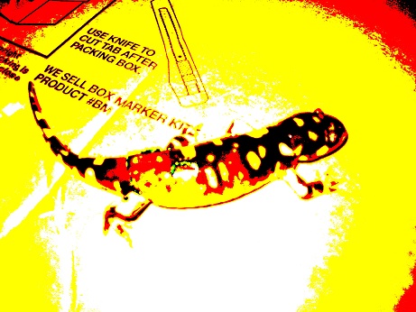 Salamander