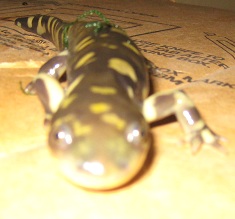 Salamander