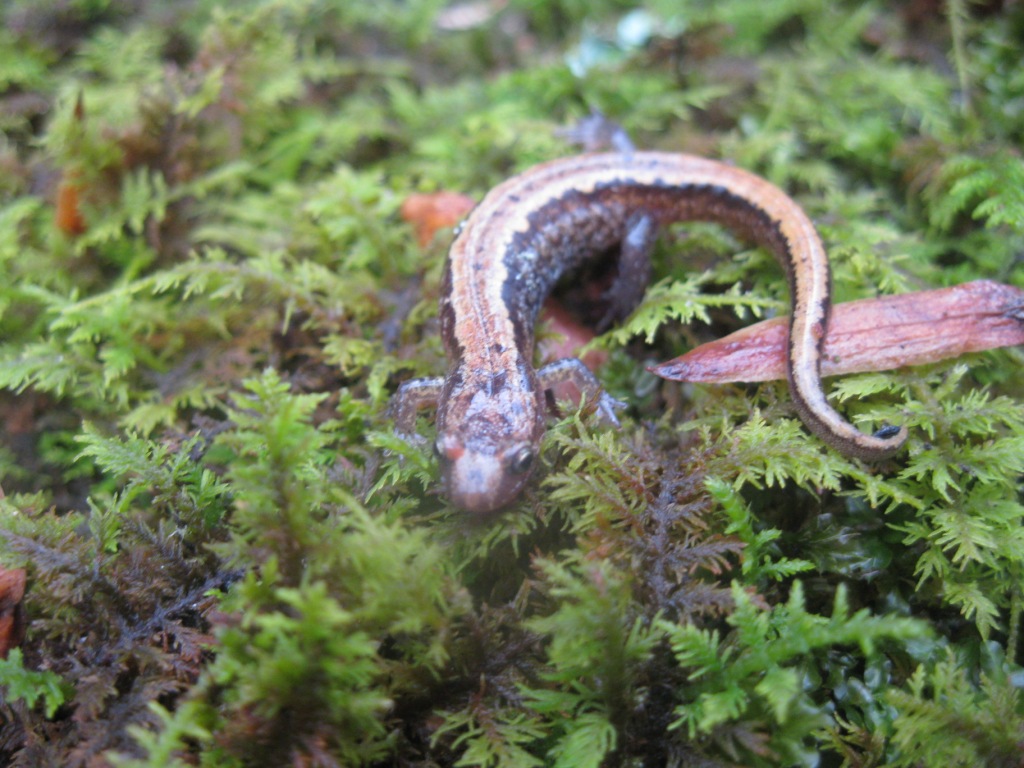 salamander