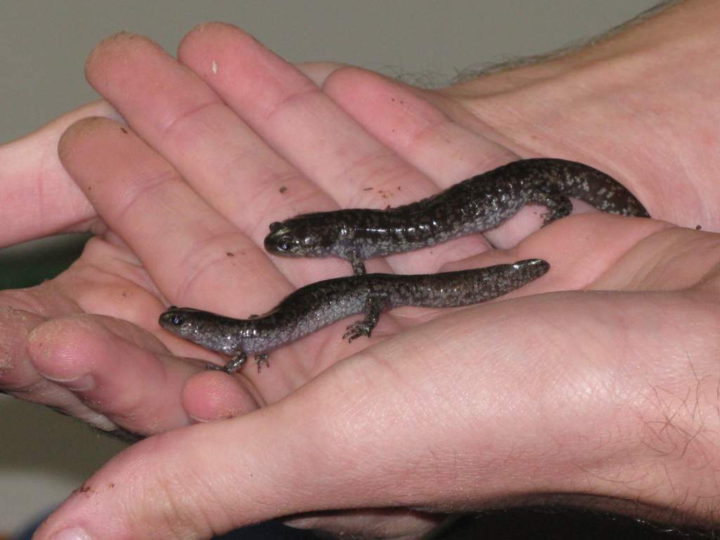 Salamanders 002