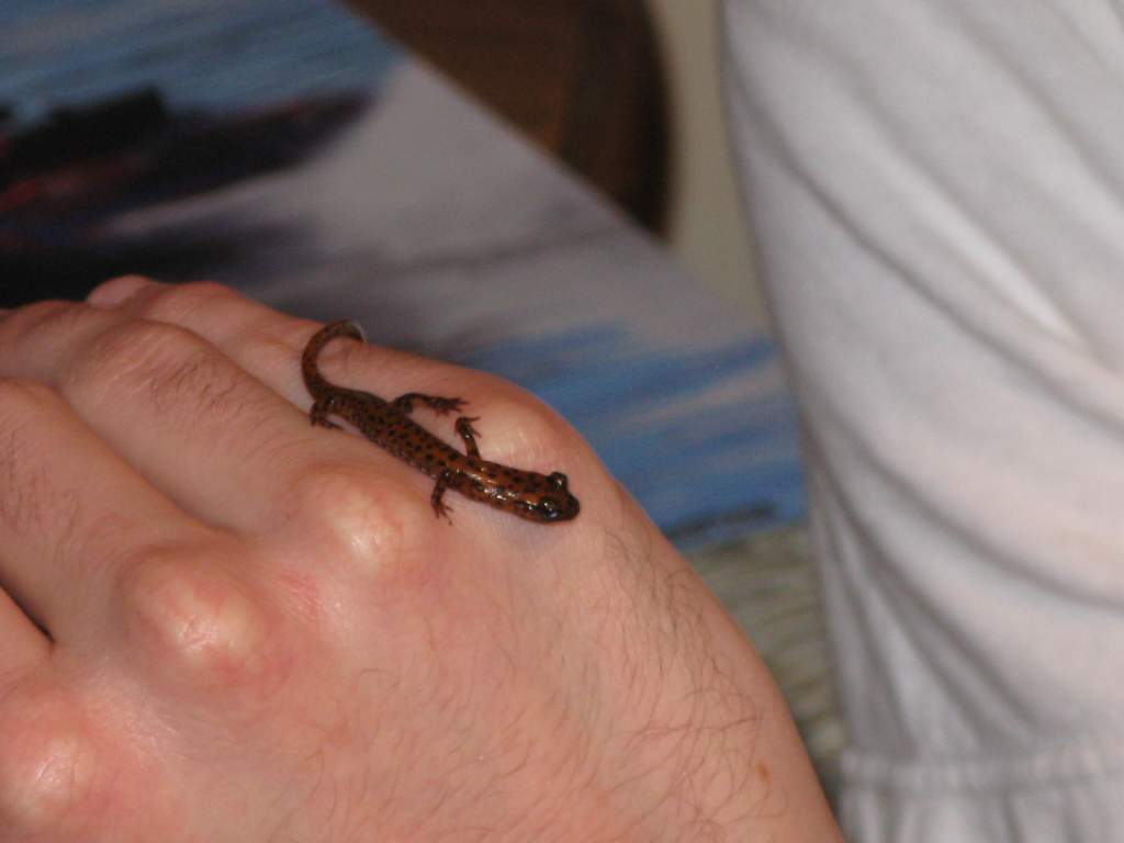 salamanders and rascal 023