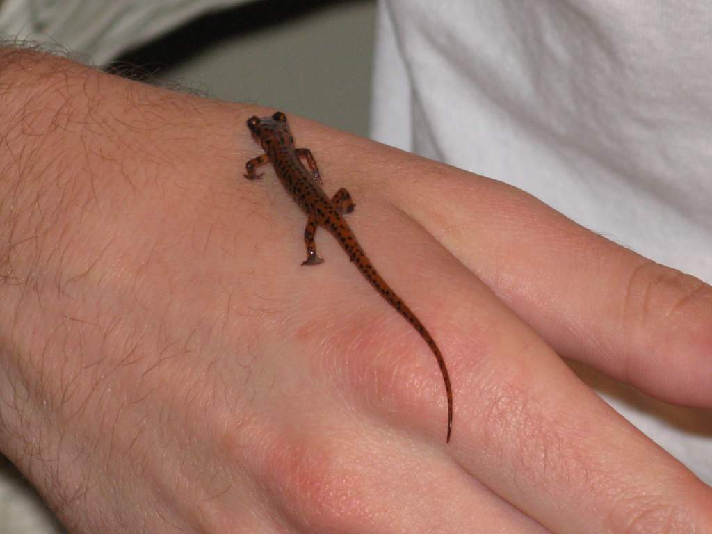 salamanders and rascal 026