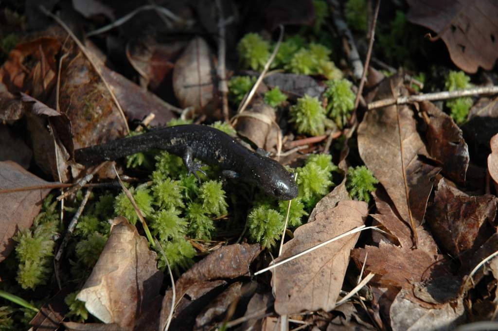 salamanders spring '10 022