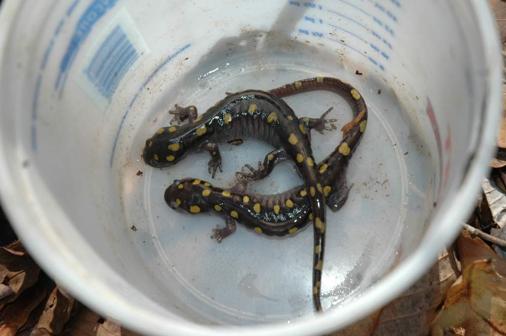 salamanders spring '10 027