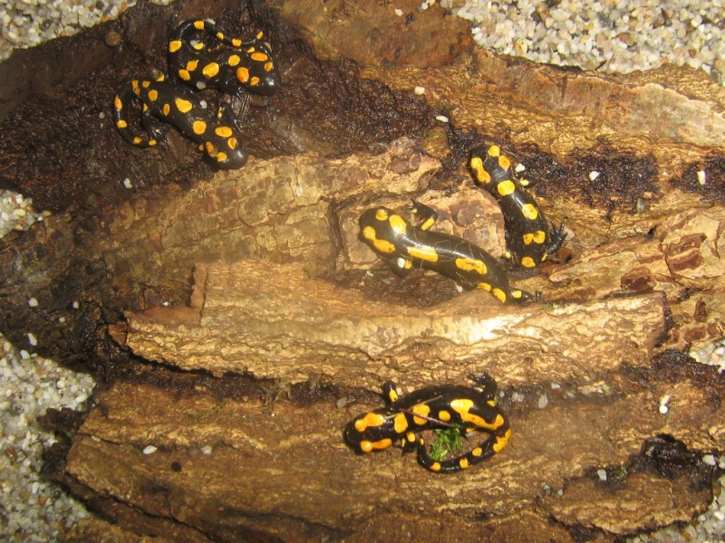 Salamandra algira 09 (2) [800x600]