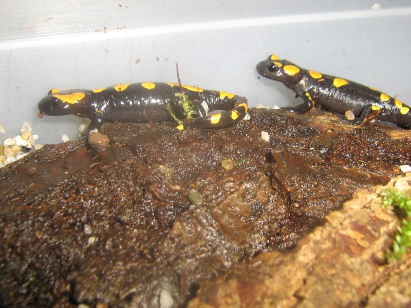 Salamandra algira 09 2 of 6 juveniles!
These should get a big ammount of red coloration on the head and some on the flanks, as they grown bigger!