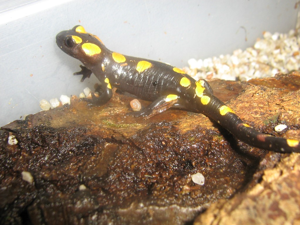 Salamandra algira 09 (4)