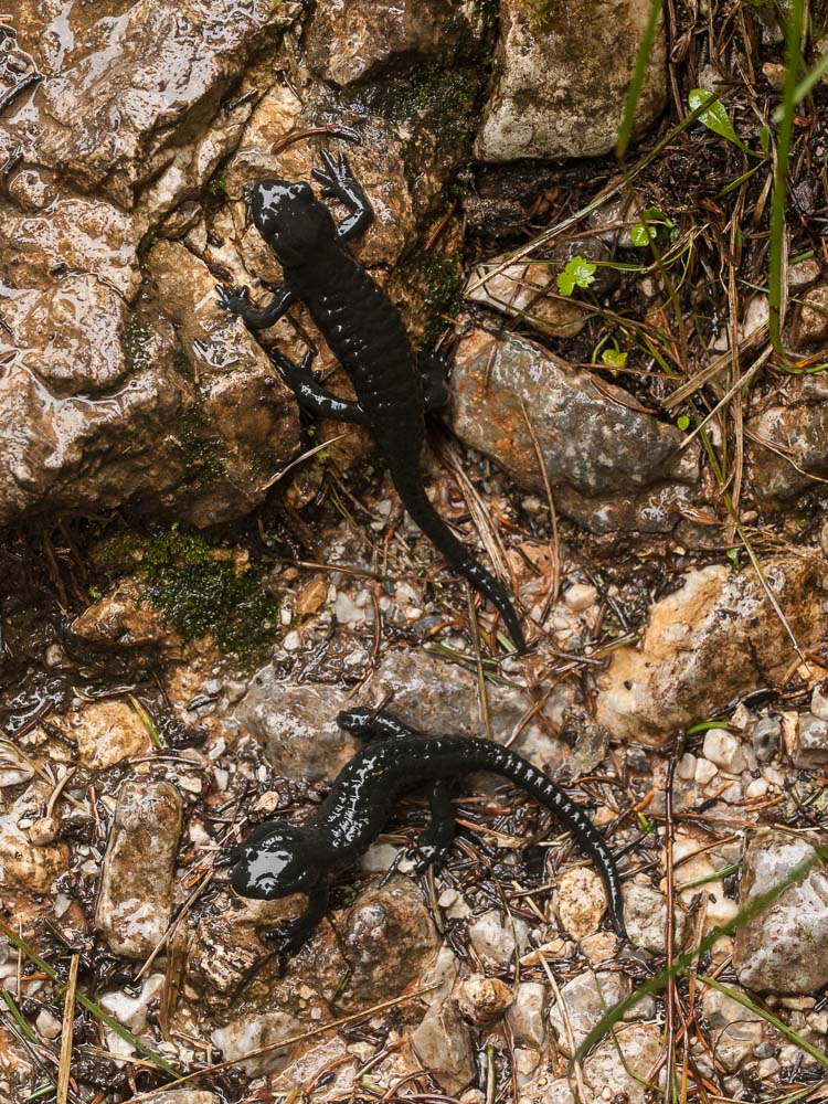 Salamandra atra, Alpine Salamander