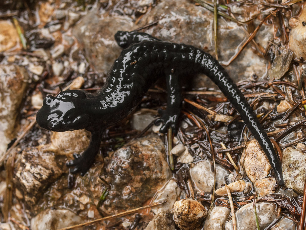 Salamandra atra, Alpine Salamander