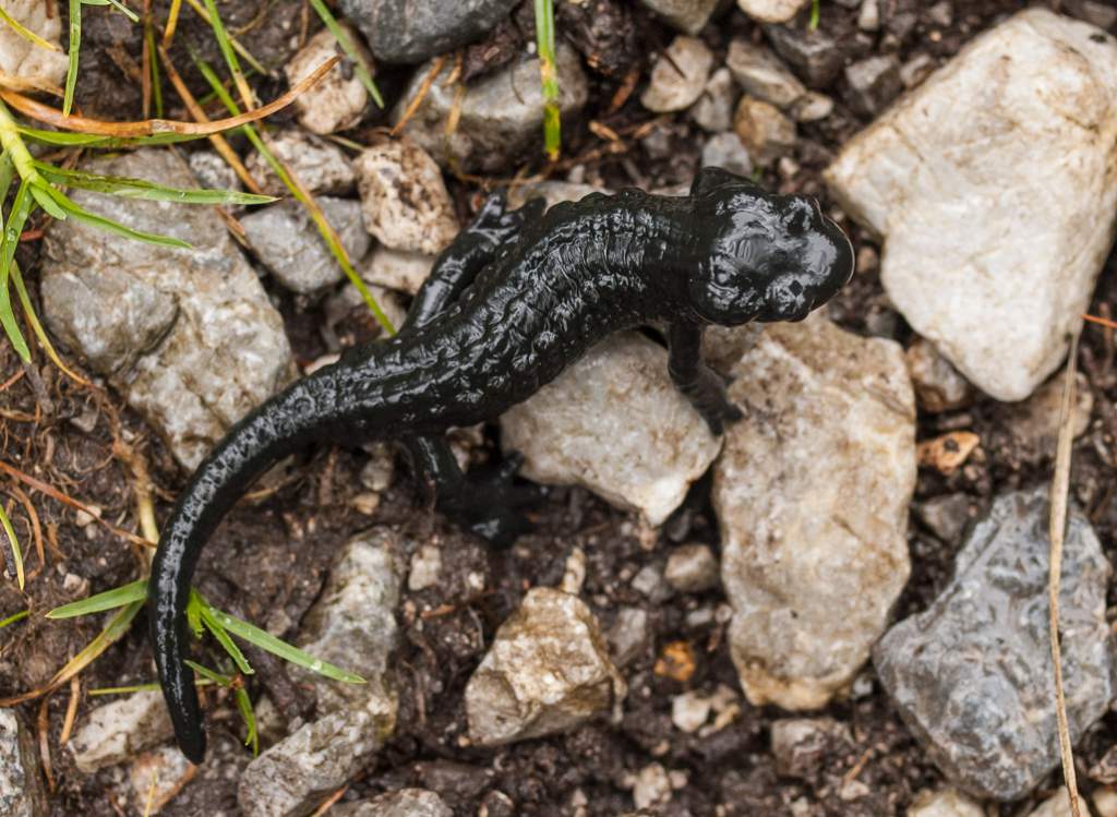 Salamandra atra, Alpine Salamander