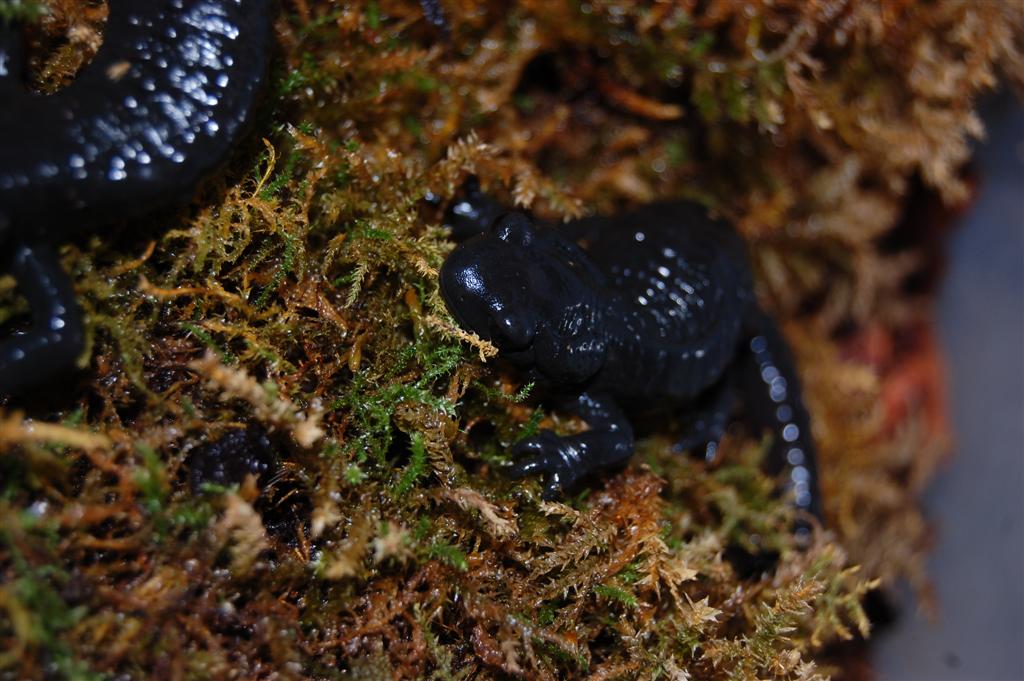 Salamandra atra atra