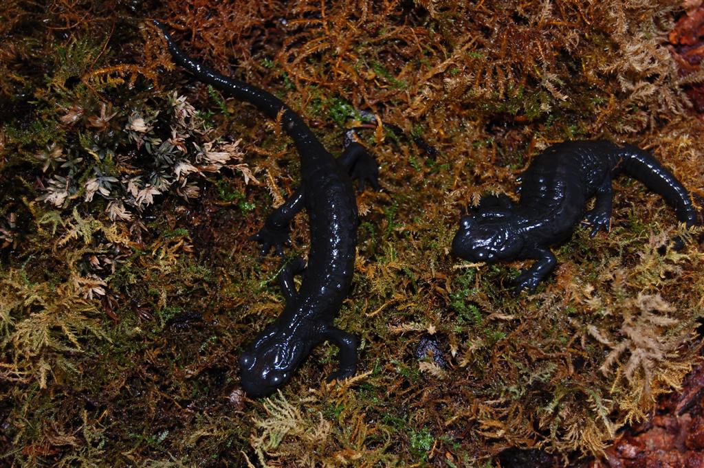 Salamandra atra atra