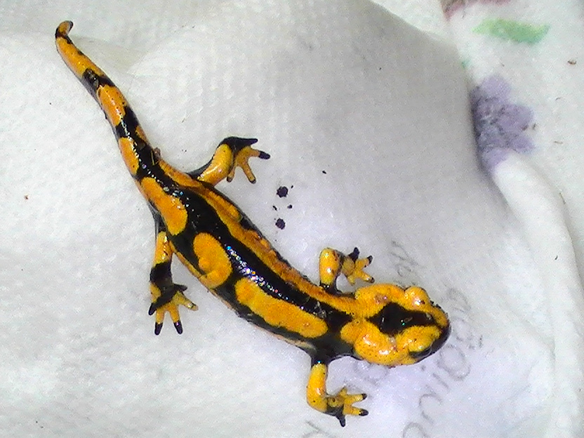 Salamandra giglioli