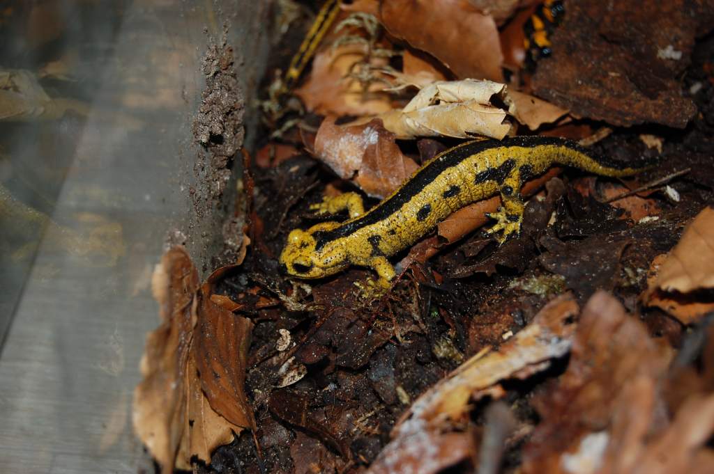 Salamandra s. bernardezi