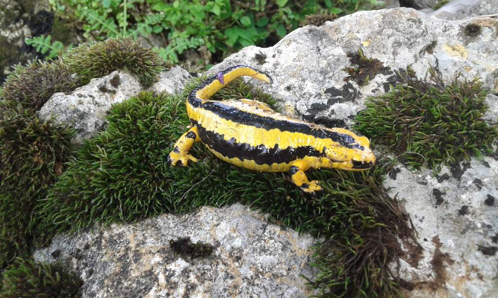 Salamandra s. bernardezi.