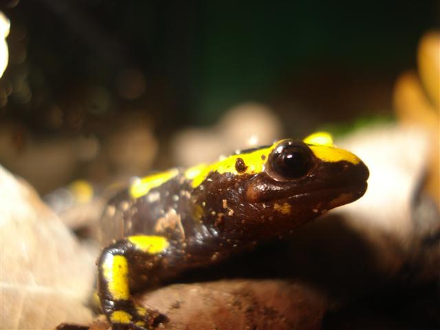 Salamandra s. terrestris CB2010