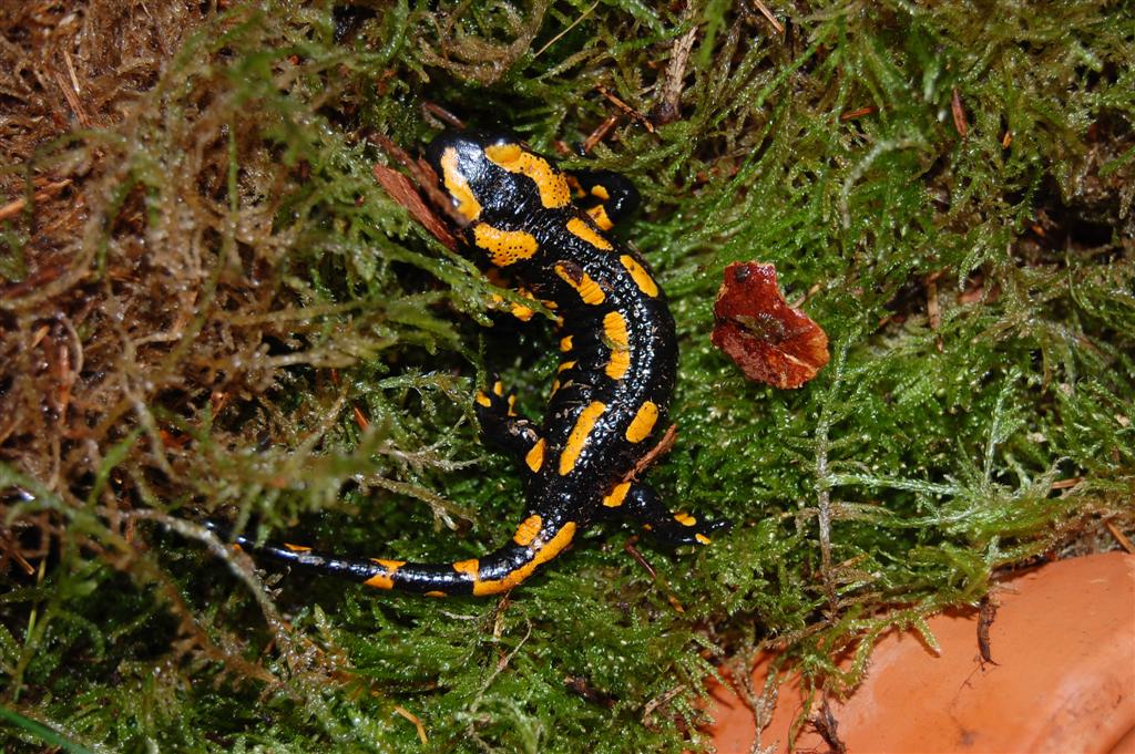 Salamandra s. terrestris