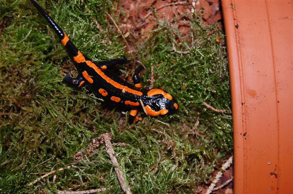 Salamandra s. terrestris