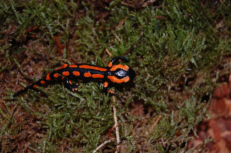 Salamandra s. terrestris