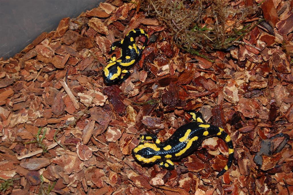 Salamandra s. terrestris