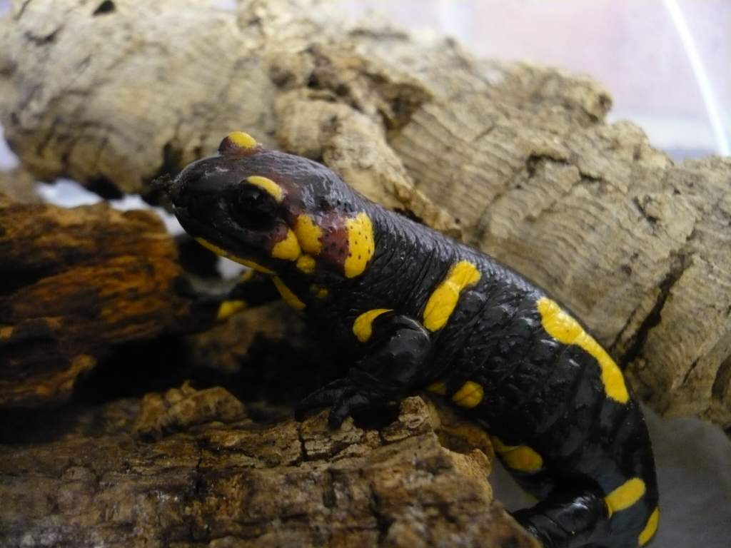 Salamandra s werneri