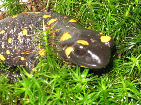 Salamandra salamandra close up