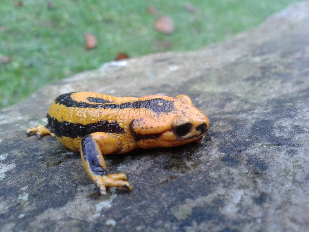 Salamandra salamandra fastuosa, female.